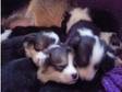 Welsh Pembroke Corgi Puppies K.C Reg. For Sale....