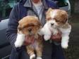 Lhasa Apso. 2 Lovely Lhaso Aspo puppies. 1 golden girl....