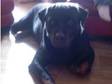 Rottweiler. Kc registered,  four years old,  from champion....