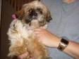 Shih Tzu For Sale. It is with great sadness that we need....