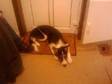 Tri-colour Border Collie 7 months old male,  cage....