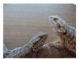 bearded dragons 1year old. I have 2 young bearded....