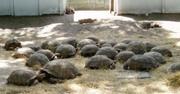 Some  pairs  Sulcata tortoises and eggs now available for sale.